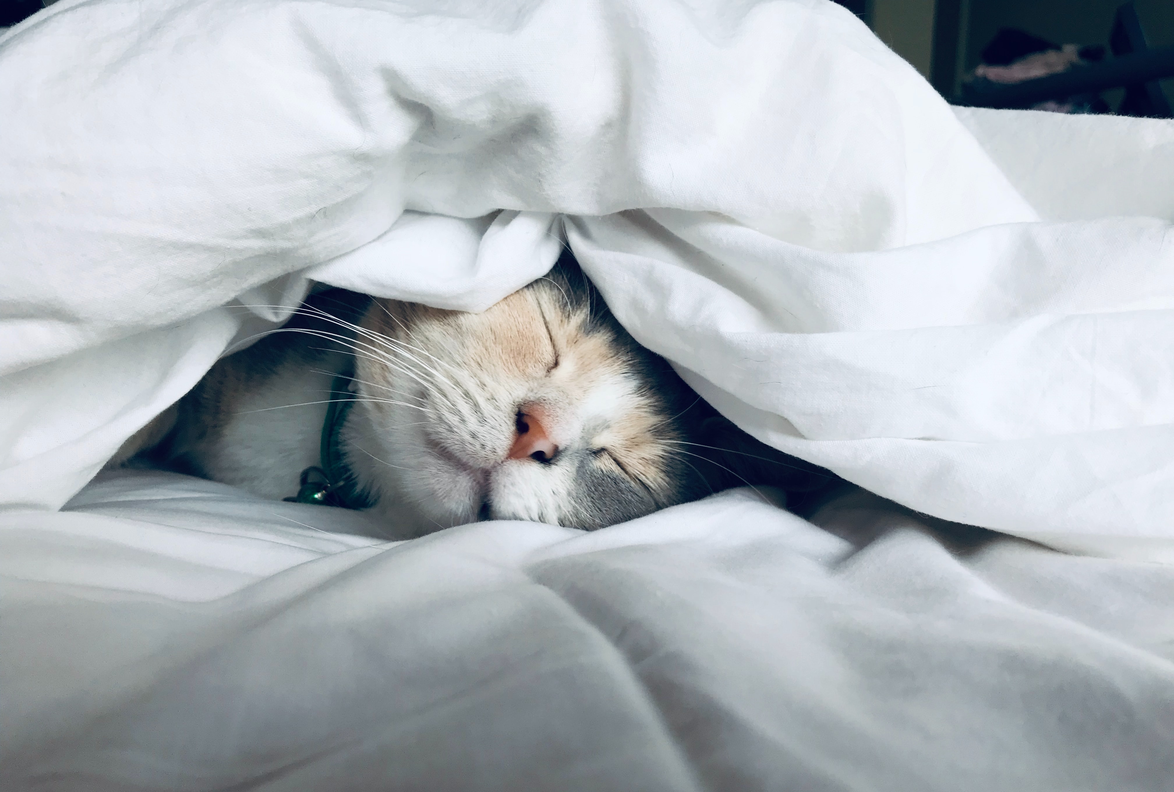 happy cat sleeping under blanket